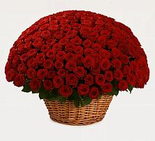 Премиум букет из: Розы в Шире